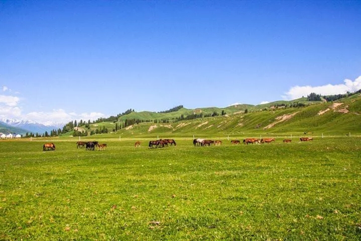 獨庫公路中國最美的景觀大道這裡的草原,就像一塊鑲嵌在天山上的翡翠